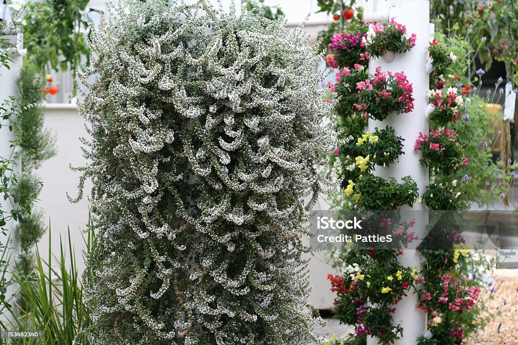 Hydroponic Flor de estufa - Royalty-free Agricultura Foto de stock