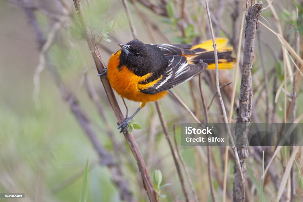 Kątowe Oriole - Zbiór zdjęć royalty-free (Alberta)