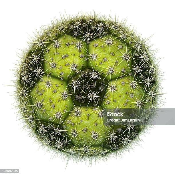 Cato Bola De Futebol - Fotografias de stock e mais imagens de Agulha - Parte de planta - Agulha - Parte de planta, Bola, Bola de Futebol