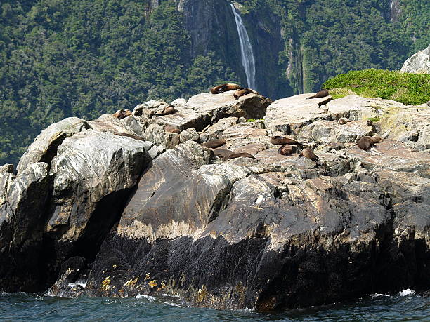 istock Australasian Fur Seals (Arctocephalus forsteri) 153482850