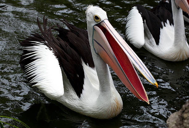 istock Australian pelican swimming 153482948