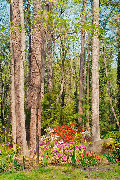 istock colorful suburban flora 153483193