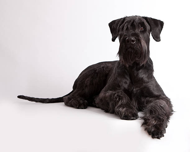 アニマルズ犬 riesenschnauzer - giant schnauzer ストックフォトと画像