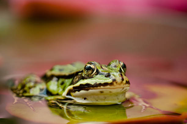 istock frog on a beautyful pink flower 153483350