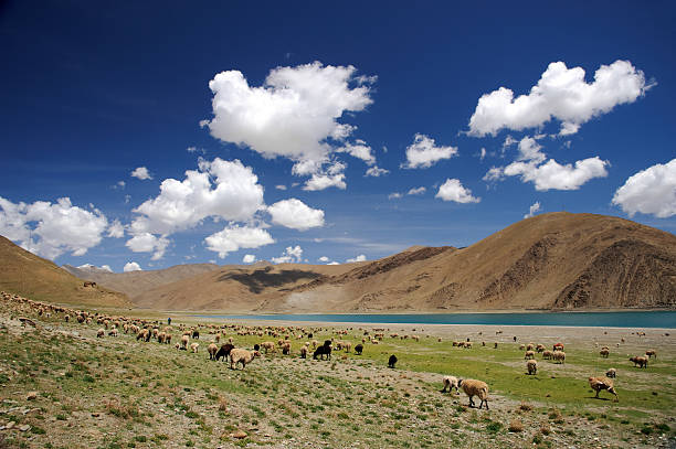 istock Sheep grazing in Himalaya near lake 153484111