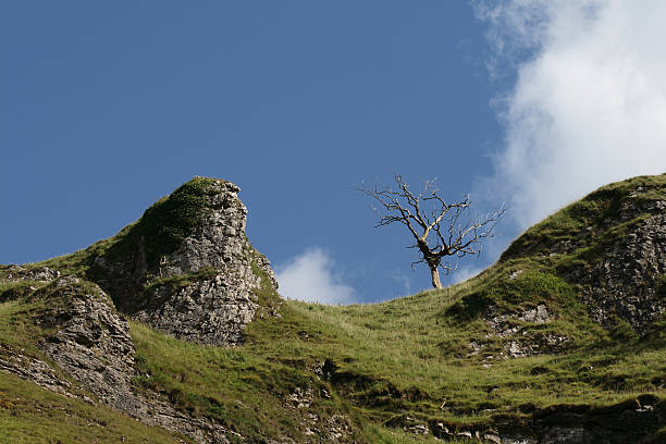 istock Dead tree against the skyline with outcrops of limestone 153484297