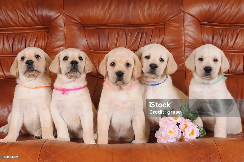 Gruppe von labrador Welpen - Lizenzfrei Hund Stock-Foto