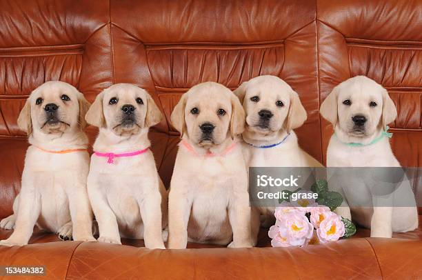 Gruppe Von Labrador Welpen Stockfoto und mehr Bilder von Hund - Hund, Wiederholung, Bunt - Farbton