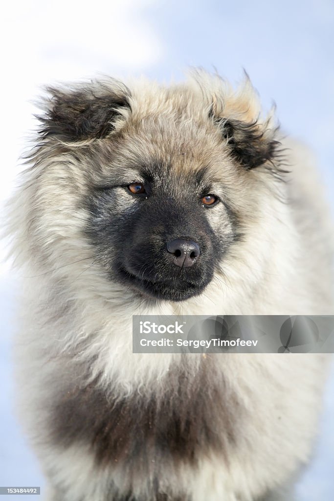 Сaucasian Cão Pastor - Foto de stock de Amizade royalty-free