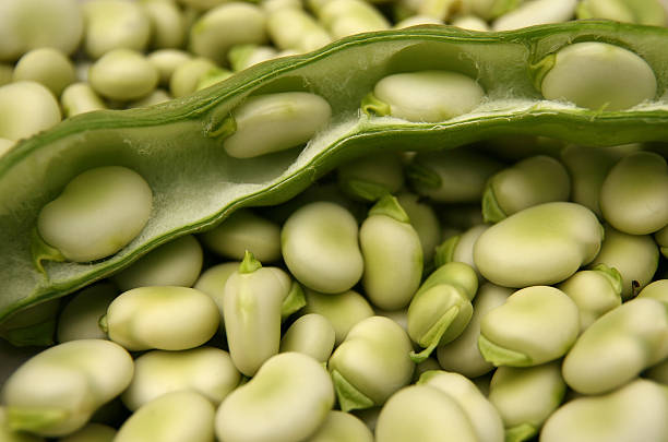 広範な豆 - broad bean bean pod july ストックフォトと画像