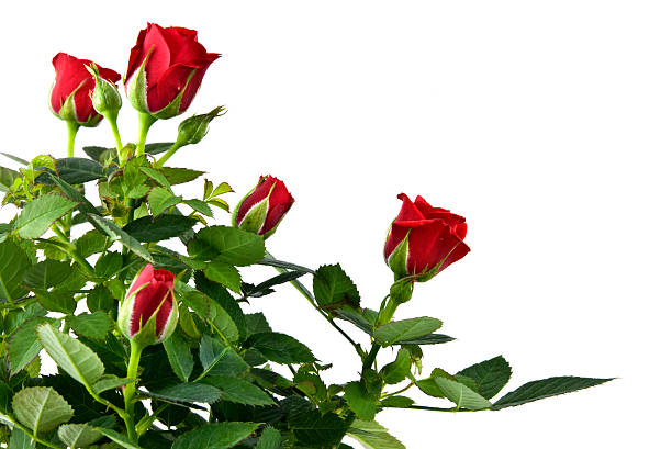 istock red rose bouquet isolated on white 153484646