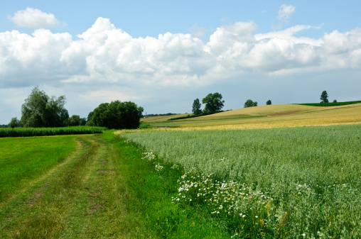 Country road in Poland