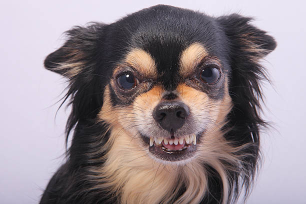 Black long haired Chihuahua growling showing his teeth Close-up of angry Chihuahua growling chihuahua dog stock pictures, royalty-free photos & images