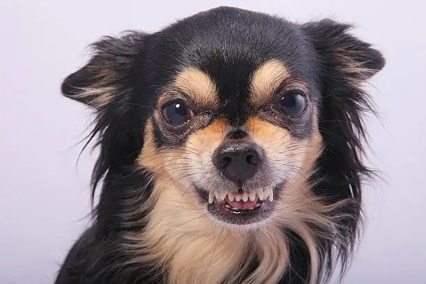 Photo of Black long haired Chihuahua growling showing his teeth