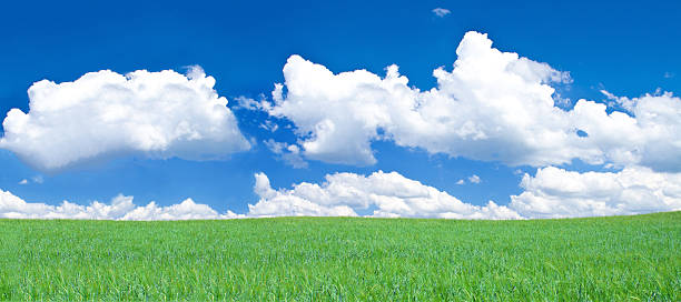 istock panoramic view of blissful grassland 153484891