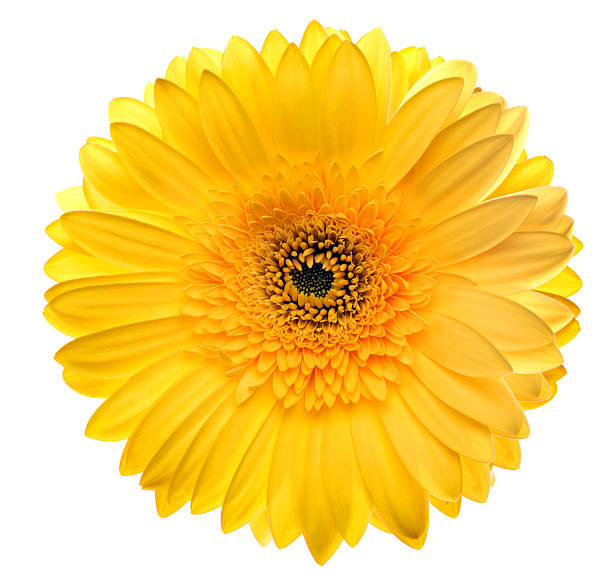 istock Yellow gerbera head, closeup shot, isolated on a white backgroun 153484953