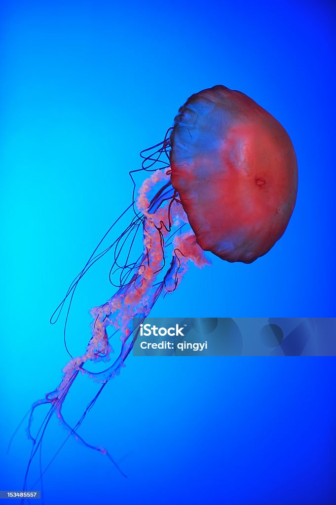 Are dancing jellyfish in the sea Are dancing jellyfish Animal Stock Photo