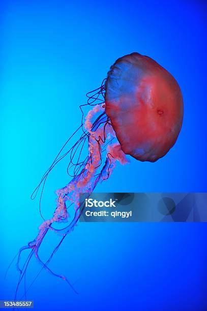 Are Dancing Jellyfish In The Sea Stock Photo - Download Image Now - Animal, Animal Themes, Animal Wildlife