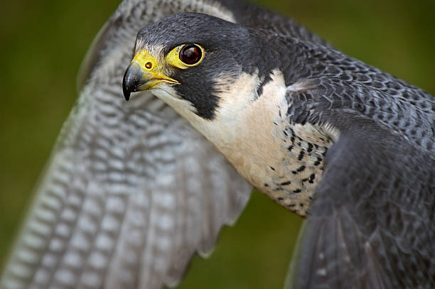 istock Peregrine Falcon (Falco peregrinus) Flaps Wings 153485570