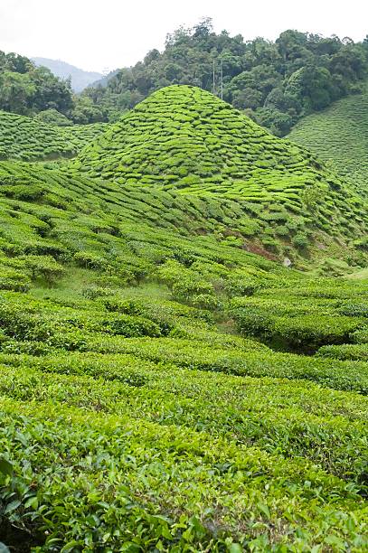 istock Tea Plantation in Cameron Highland 153485763