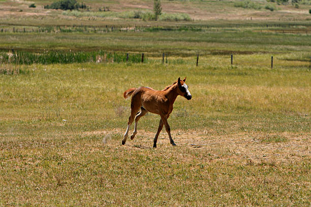 Colt en la ejecución - foto de stock