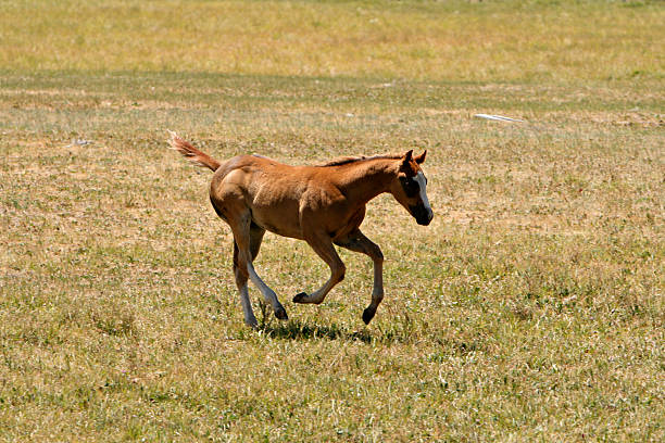 Colt in corsa - foto stock