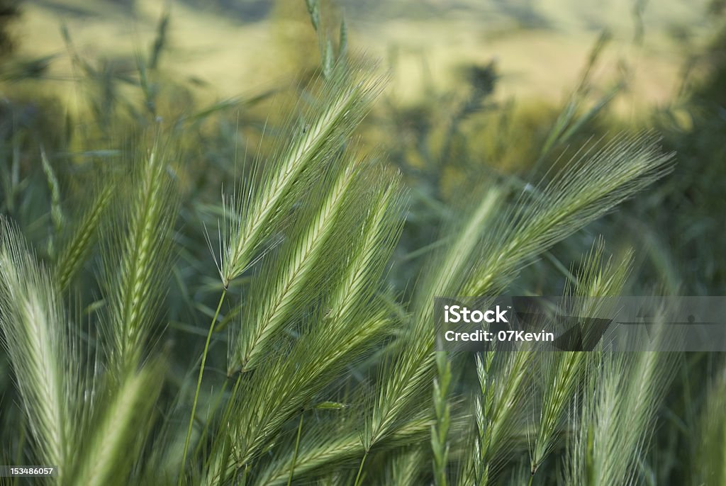 Wild hierba cebada silvestre - Foto de stock de Aire libre libre de derechos
