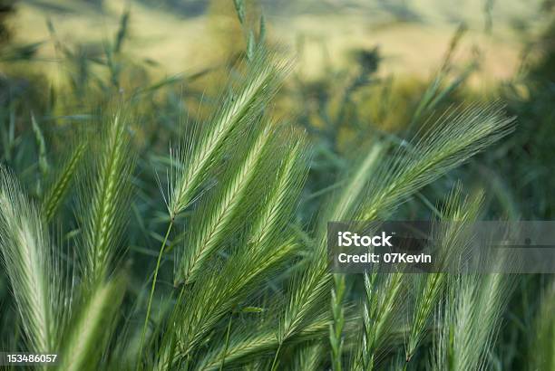 Wild Hierba Cebada Silvestre Foto de stock y más banco de imágenes de Aire libre - Aire libre, América del norte, Anual - Característica de planta