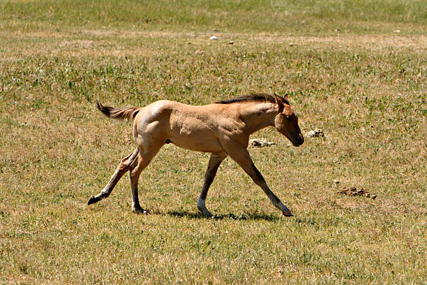 Colt en la ejecución - foto de stock