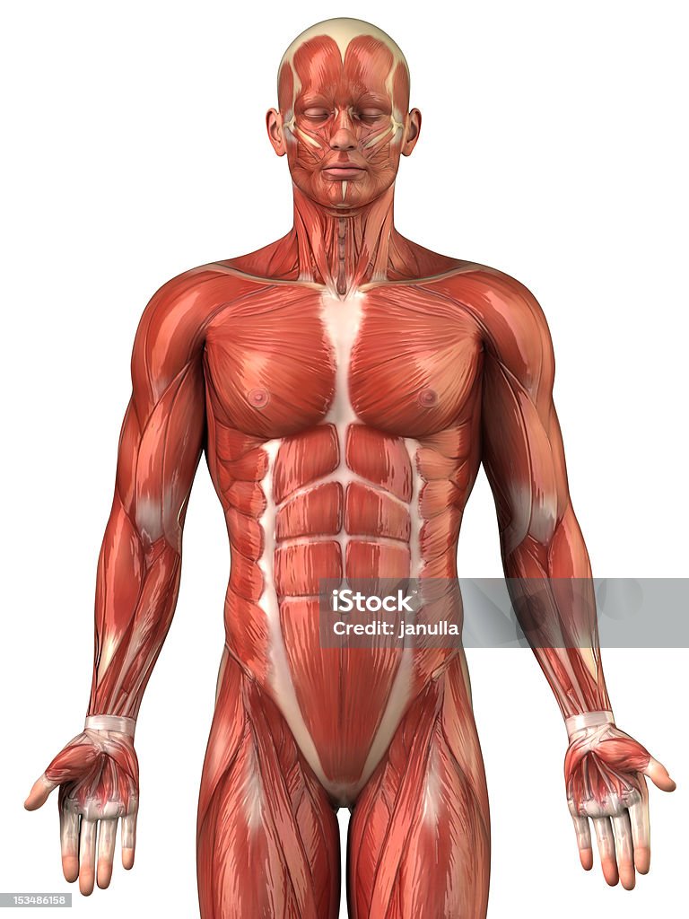 Hombre anatomía del sistema muscular-Vista anterior - Foto de stock de Anatomía libre de derechos