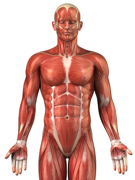 hombre anatomía del sistema muscular-vista anterior - aductor grande fotografías e imágenes de stock