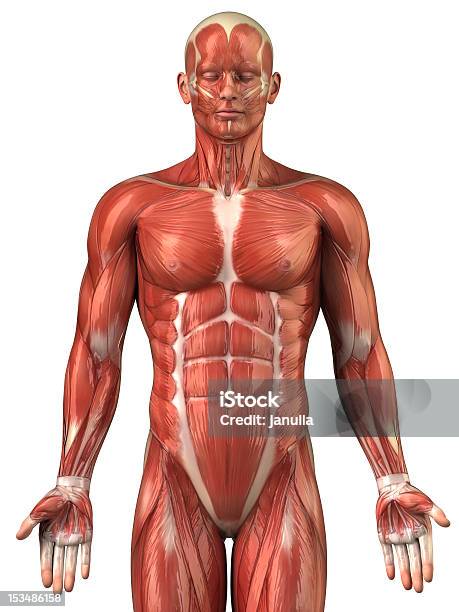 Hombre Anatomía Del Sistema Muscularvista Anterior Foto de stock y más banco de imágenes de Anatomía