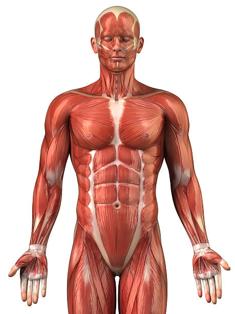 человек мышечная система анатомия anterior view - adductor magnus стоковые фото и изображения