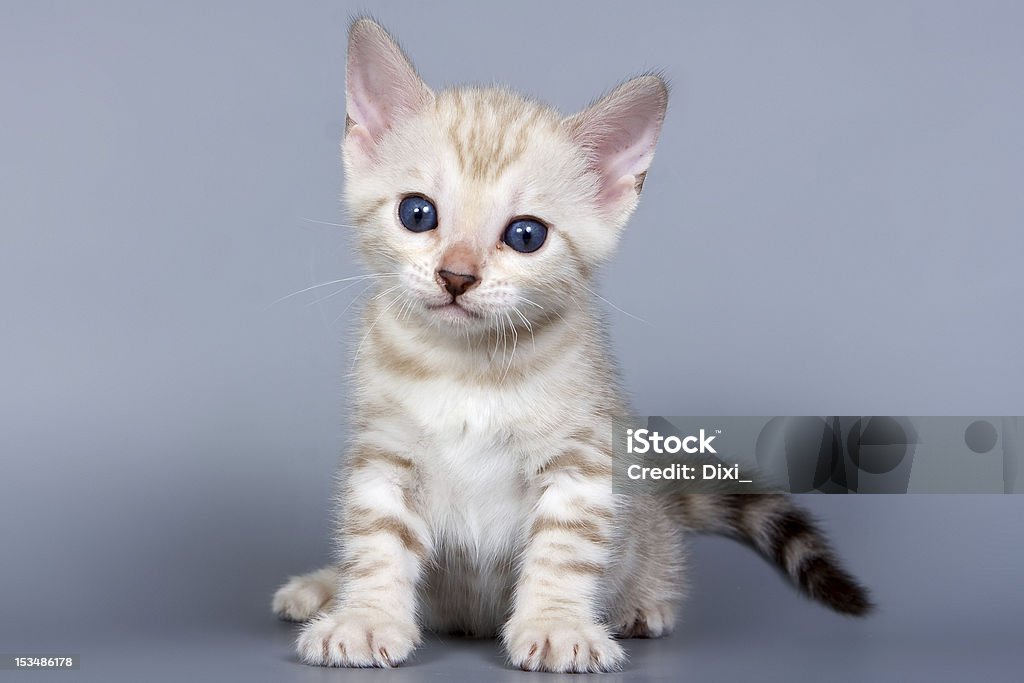 Anak Kucing Bengal Dengan Latar Belakang Abuabu Foto Stok - Unduh