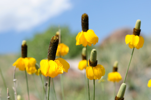 Flowers with yellow skirt blooming on a mountain hill.