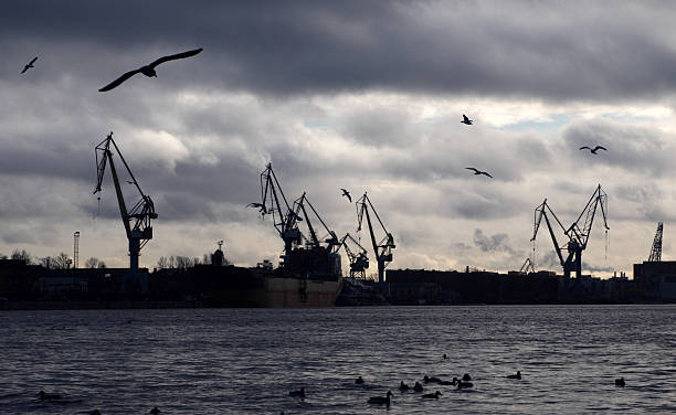 Seagulls and cranes stock photo