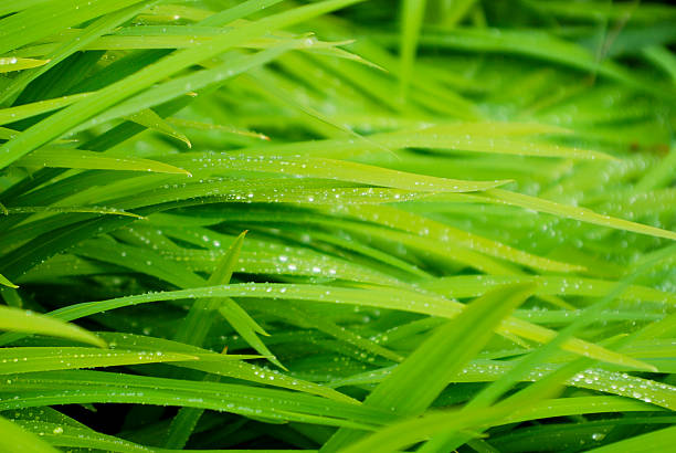 Green  Grass stock photo