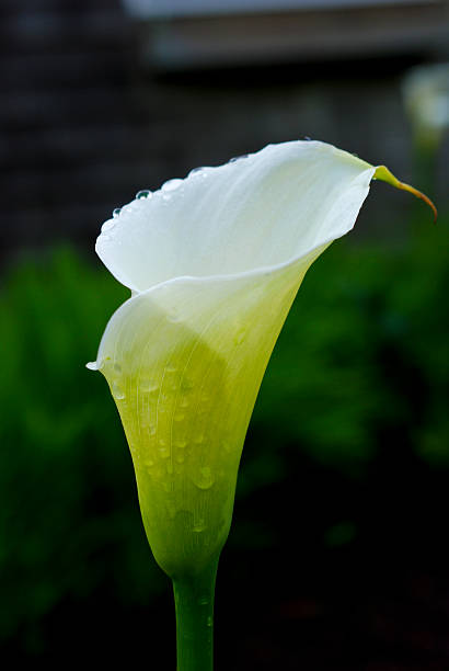 Water Drenched Calla stock photo