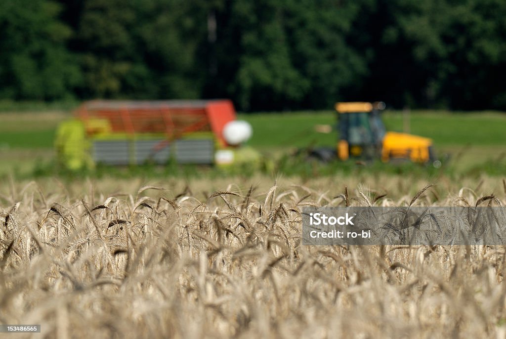 Weizen und Kaffeemaschine - Lizenzfrei Agrarbetrieb Stock-Foto