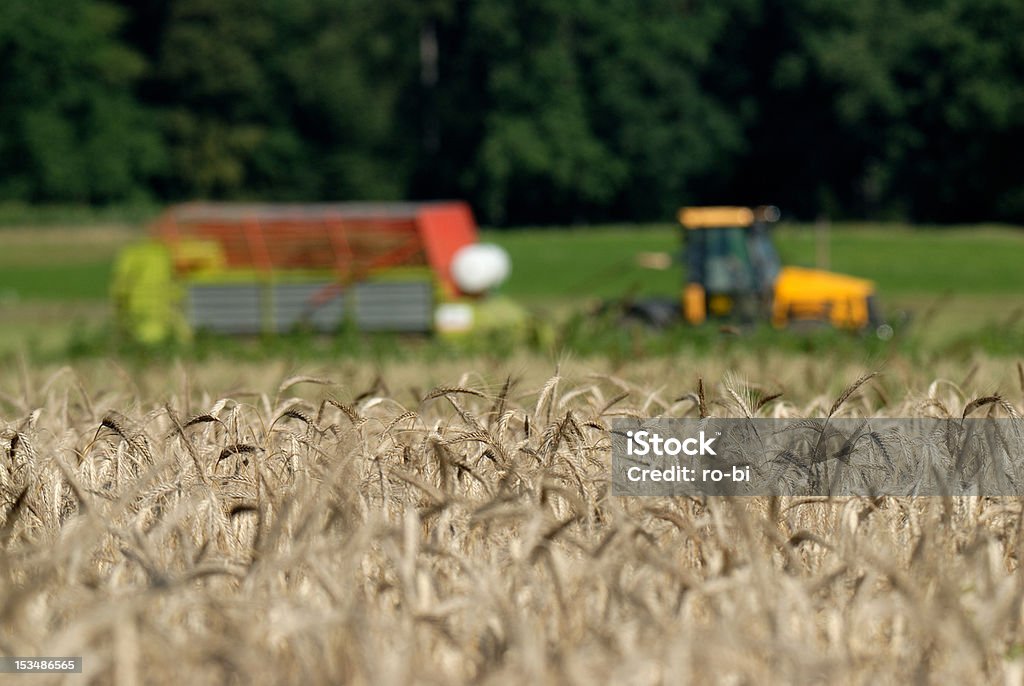 Trigo y la máquina - Foto de stock de Agricultura libre de derechos