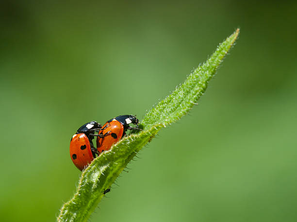 Seven-spot ladybirds stock photo