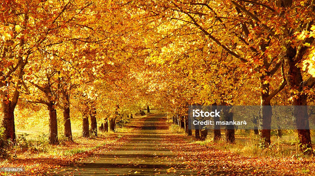 Wide shot of a pathway in the fall Golden yellow colored folliage in the fall Autumn Stock Photo