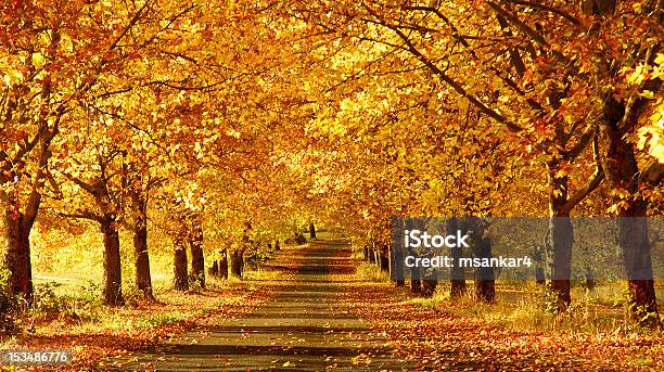 Wide Shot Of A Pathway In The Fall Stock Photo - Download Image Now - Autumn, Avenue, Tree