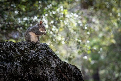An Eastern gray squirrel standing on a rock and holding something in its hand