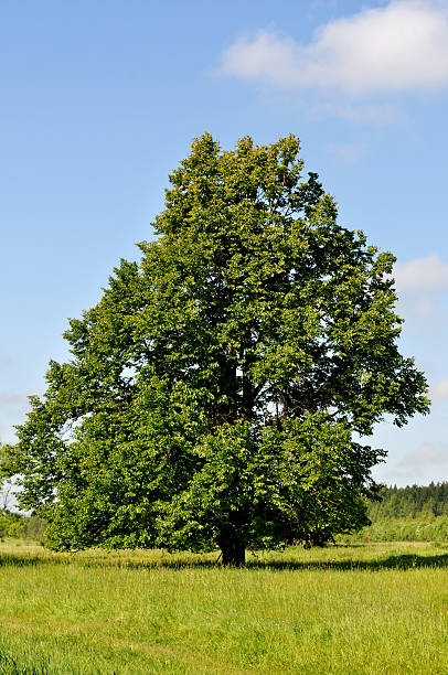 Solitary linden tree on the meadow stock photo