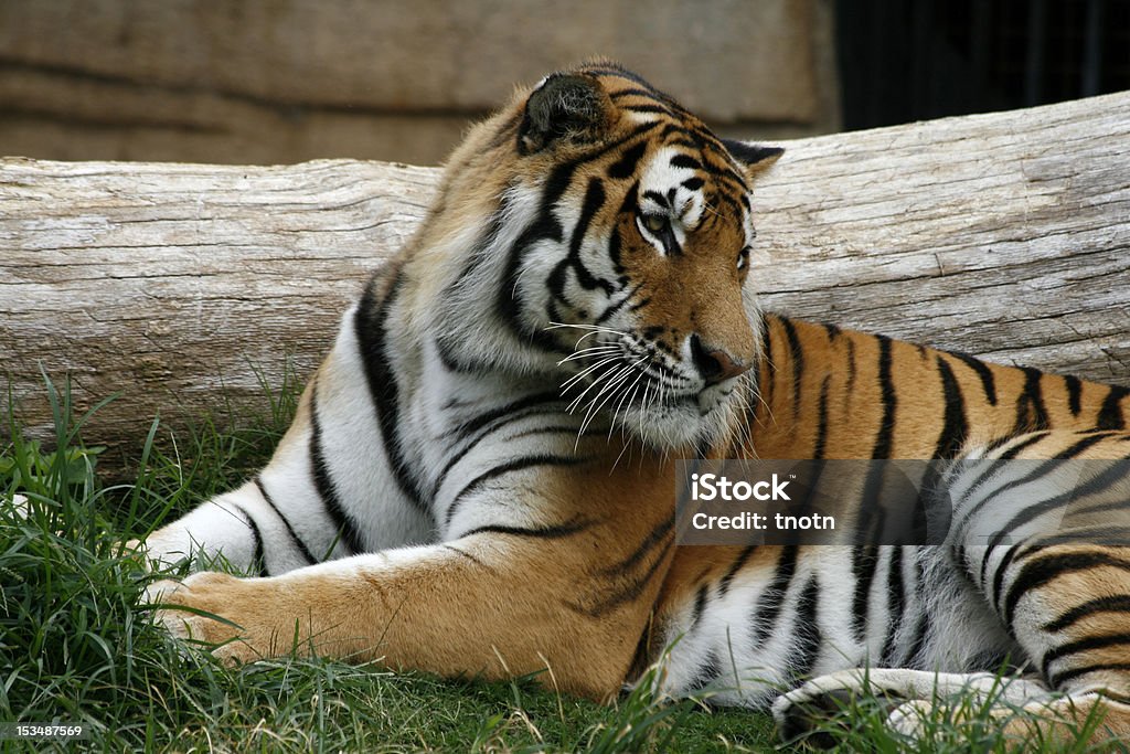 Tigre siberiana - Foto stock royalty-free di Animale in cattività