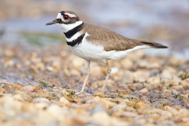 istock Killdeer standing on pebbles near water, profile view. 1534881813