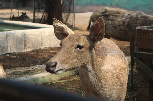 close up of the face of a deer at the zoo