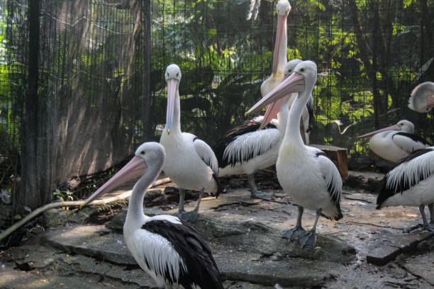istock Pelecanus conspicillatus 1534883396