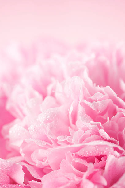 istock Pink peony flower 153488956